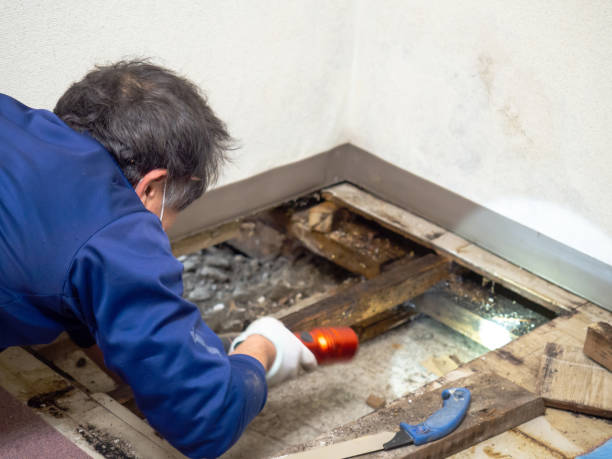 Best Crawl Space Mold Removal  in Woodville, WI