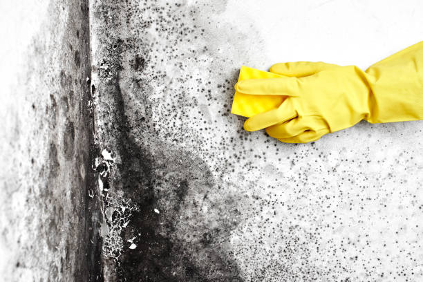 Best Mold Removal Near Me  in Woodville, WI
