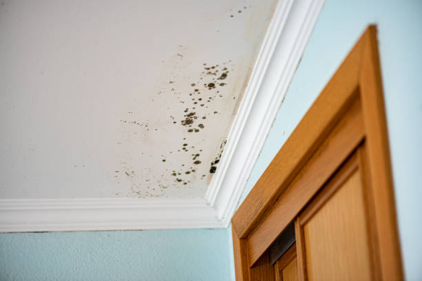 Best Affordable Mold Removal  in Woodville, WI