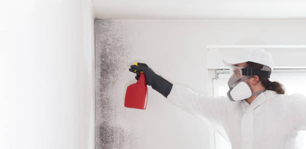 Best Professional Mold Removal  in Woodville, WI
