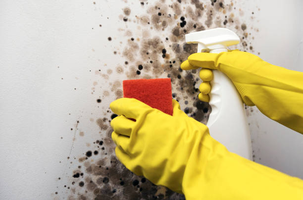 Best Attic Mold Removal  in Woodville, WI