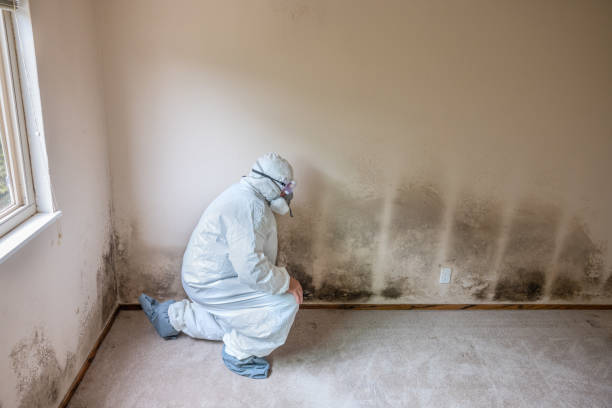 Professional Mold Removal in Woodville, WI