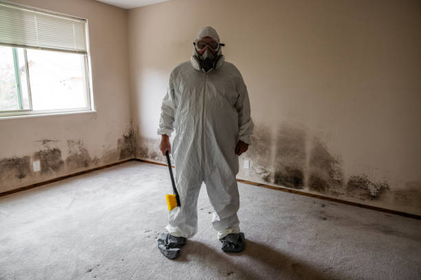 Best Mold Damage Repair  in Woodville, WI