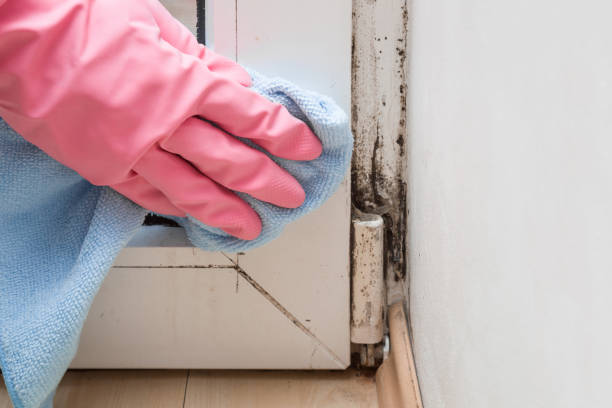 Best Black Mold Removal  in Woodville, WI