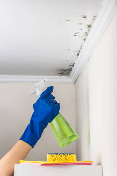 Best Toxic Mold Removal  in Woodville, WI